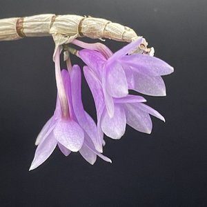 Products: Dendrobium aphanochilum × victoriae-reginae – stunning Orchid Online Orchid Obsession - Orchid Obsession