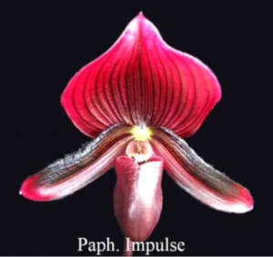 Products: Paphiopedilum Impulse × Hsinying Leopard – Orchids Online in NZ Orchid Obsession - Orchid Obsession