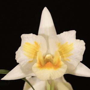 Products: Dendrobium Roongkamol Vejvarut 'Yellow Form' – stunning Orchid Online Orchid Obsession - Orchid Obsession