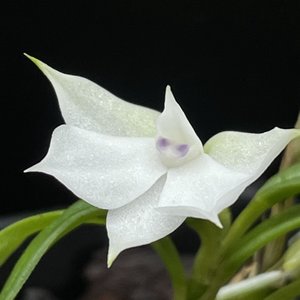Products: Dendrobium subuliferum – Miniature White Orchid – stunning Orchid Online Orchid Obsession - Orchid Obsession
