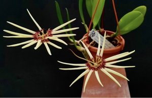 Bulbophyllum makoyanum – Miniature Star-Shaped Orchid – Orchids Online in NZ&hellip;