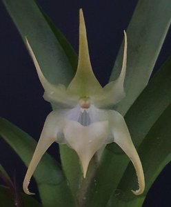 Aeranthes arachnites – stunning Orchid Online Orchid Obsession - Orchid Obsession