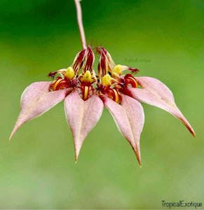 Products: Bulbophyllum ornatissimum - Orchid Obsession
