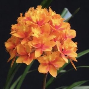 Products: Epidendrum Fizzy Punch – eye-catching reedstem Orchid Online Orchid Obsession - Orchid Obsession