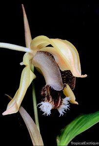 Products: Coelogyne speciosa subsp. fimbriata – Fragrant Orchid online in NZ Orchid Obsession - Orchid Obsession