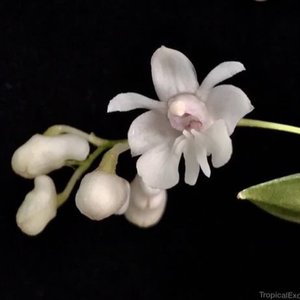 Products: Dendrobium aberrans – Miniature Fragrant Orchid– stunning Orchid Online Orchid Obsession - Orchid Obsession