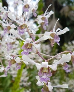 Products: Dendrobium lineale – Fragrant Orchid with Arching Sprays – Orchid Online Orchid Obsession - Orchid Obsession