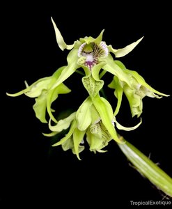 Products: Dendrobium hodgkinsonii – unusual green Orchid – Orchid Online Orchid Obsession - Orchid Obsession