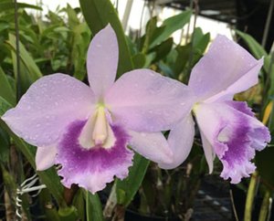 Products: Cattlianthe Blue Angel - Orchid Obsession