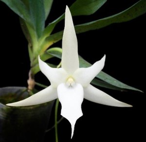 Products: Angraecum sesquipedale - Orchid Obsession