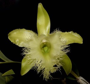 Products: Rhyncholaelia digbyana f. alba Grown in Wellington and available online for NZ‑wide shipping - Orchid Obsession