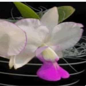 Products: Cattleya walkeriana semi‑alba × flamea ‘Tokutsu’ GM/JOGA Grown in Wellington and available online - Orchid Obsession