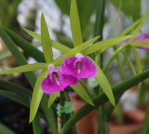 Brassocattleya Gulfshore’s Beauty ‘Torino’ BM/JOGA – Awarded Primary Hyb&hellip;