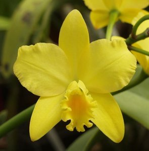 Products: Rechingerara Smart Lady Orchid – Yellow & White Hybrid with Arching Stems Orchid Obsession NZ - Orchid Obsession