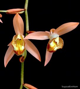 Coelogyne velutina ‘Pink’ – Rare Salmon-Pink Orchid Orchid Obsession NZ - &hellip;