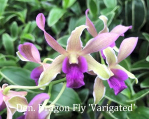 Products: Dendrobium Dragon Fly ‘Variegated’ – Variegated Foliage Orchid Orchid Obsession NZ - Orchid Obsession