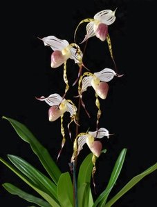 Products: Paph. stonei × Hilo Black Eagle Grown in Wellington and available online for NZ‑wide shipping - Orchid Obsession