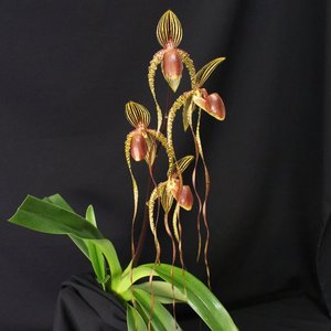 Paphiopedilum Prince Edward of York Grown in Wellington and available online for&hellip;