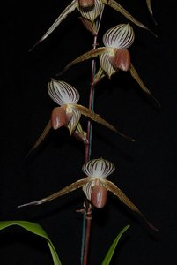Paphiopedilum Lady Isobel – Premium Multifloral Slipper Orchid Orchid Obsessio&hellip;