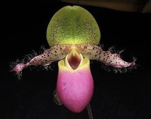 Products: Paphiopedilum moquetteanum ‘Humongus’ × ‘Sky Dweller’ – Orchids Online in NZ Orchid Obsession - Orchid Obsession