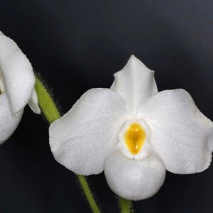 Products: Paphiopedilum delenatii var. album – Fragrant White Species Orchid Orchid Obsession NZ - Orchid Obsession