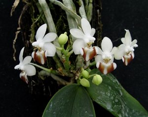 Products: Phalaenopsis lobbii – Fragrant Miniature Species Orchid Orchid Obsession NZ - Orchid Obsession