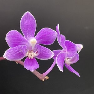 Products: Phalaenopsis equestris var. rosea – Fuchsia Pink Miniature Orchid Orchid Obsession NZ - Orchid Obsession