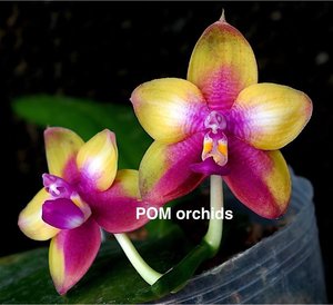 Products: Phalaenopsis Montclair Sunset ‘POM’ – Fragrant Orchid Online in NZ Orchid Obsession - Orchid Obsession