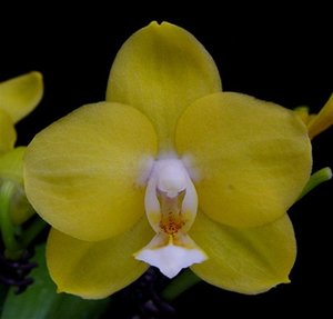 Products: Phalaenopsis Sogo Golden – Yellow Orchid Online in NZ Orchid Obsession - Orchid Obsession