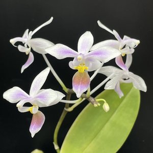 Products: Phalaenopsis equestris var. aparri – miniature Orchids Online in NZ Orchid Obsessio - Orchid Obsession