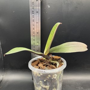 Phalaenopsis I‑Hsin Rose Milkshake Grown in Wellington and available online fo&hellip;
