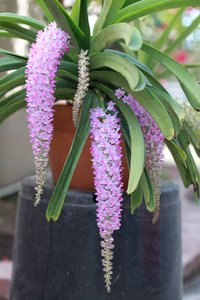 Products: SEO Title .Rhynchostylis gigantea Foxtail Orchid – Fragrant Vanda Species Orchid Obsession NZ - Orchid Obsession