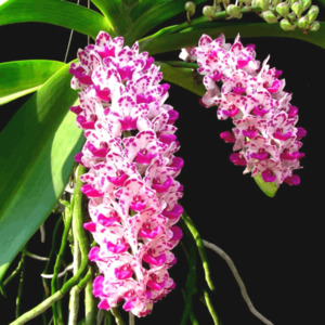 SEO Title .Rhynchostylis gigantea Foxtail Orchid – Fragrant Vanda Species Orch&hellip;