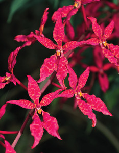 Products: SEO Title .Renanthera bella orchid for sale NZ – stunning Orchid Online Orchid Obsession - Orchid Obsession