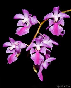 Products: Aerides crassifolia Orchid – Fragrant Purple-Pink Blooms Orchid Obsession NZ - Orchid Obsession