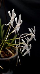 Products: Vanda falcata (Neofinetia falcata) – Fragrant Japanese Miniature Orchid Orchid Obsession NZ - Orchid Obsession