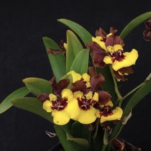 Gomesa croesus - Oncidium Alliance Orchids Online in NZ Orchid Obsession - Orchid Obsession