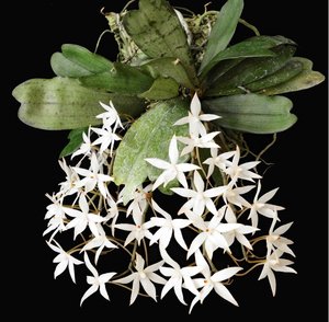 50–100 chars .Copy .Aerangis biloba - Aerangis Orchids Online in NZ Orchid Obs&hellip;