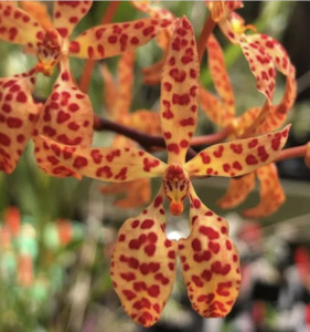 Products: SEO Title .Renanthera monachica (Spanish Dancing Girl Orchid) – Orange & Red Spotted Flowers Grown - Orchid Obsession