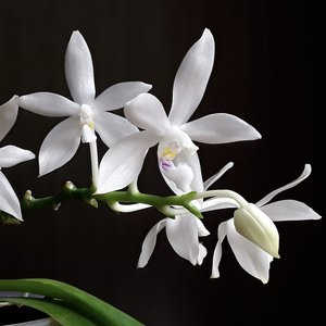 Phalaenopsis tetraspis f. Enggano – Dainty, Scented Species Orchid Seedling Or&hellip;