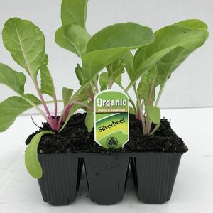 Products: Silverbeet Fjordhook Giant