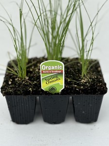 Products: Spring Onions