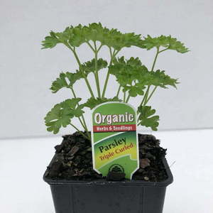 Products: Parsley Curly
