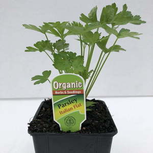 Products: Parsley Italian Flat