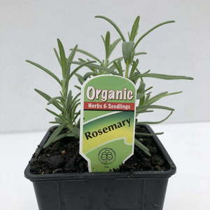 Products: Rosemary