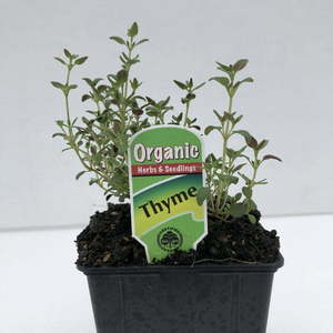 Products: Thyme