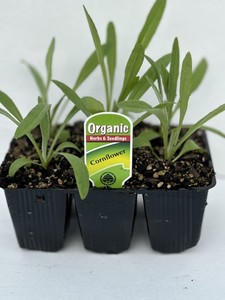 Products: Cornflower