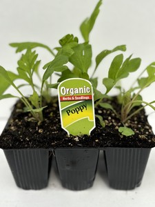 Products: Poppy (Icelandic)