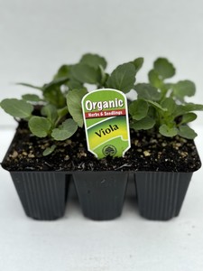 Products: Viola