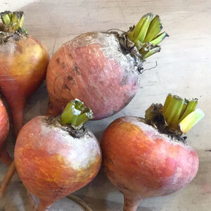 Beetroot - Golden